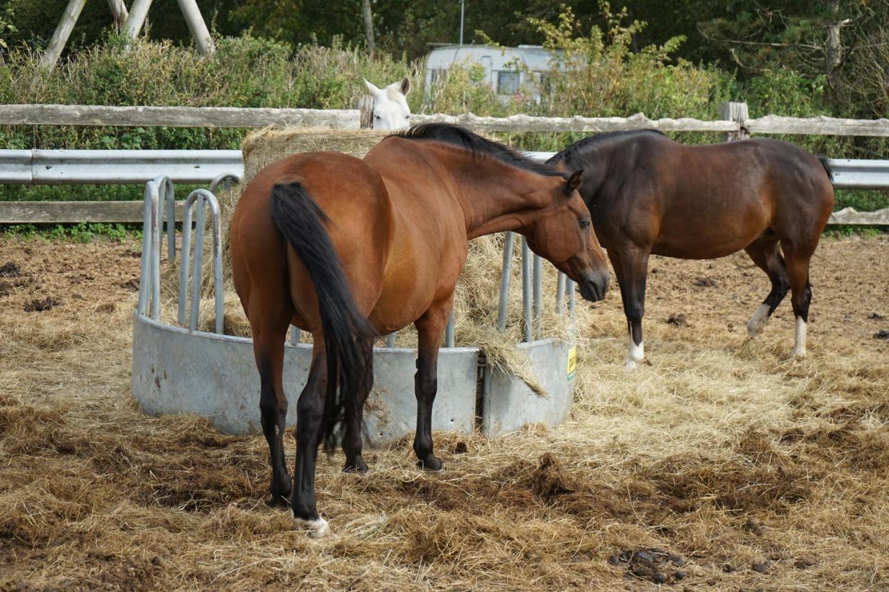 Hof Rickelsbuell - Nordseeurlaub Auf Dem Biobauernhof Rodenäs Eksteriør bilde